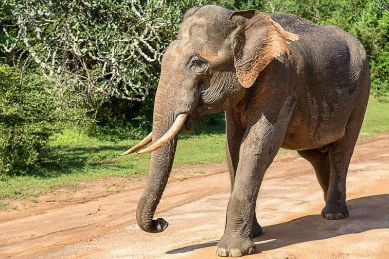 Hambantota Port: Yala National Park Safari (Shore Excursion) - Key Points