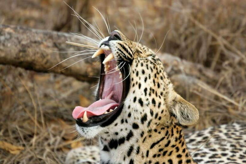 Hambantota Port: Yala National Park Safari (Shore Excursion) - An Honest Look at the Safari Experience