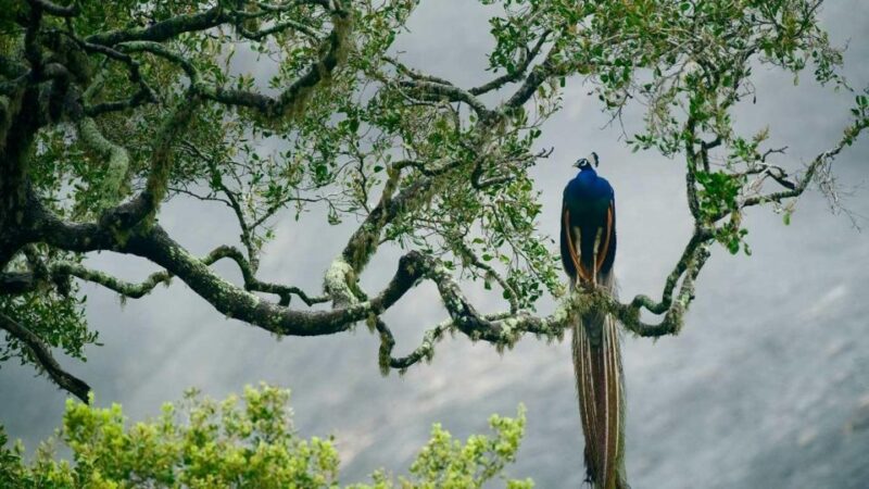 Hambantota Port: Yala National Park Safari Shore Excursion - Wildlife Encounters