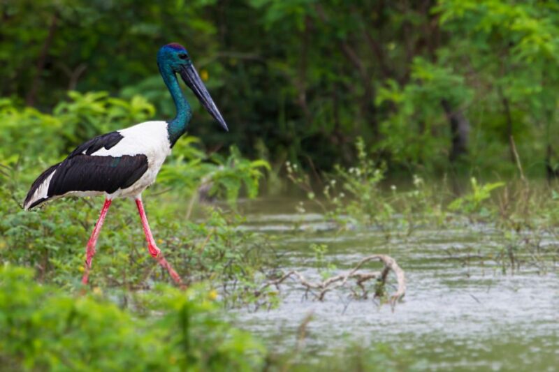 Hambantota Port: Yala National Park Safari Shore Excursion - Traveler Experiences