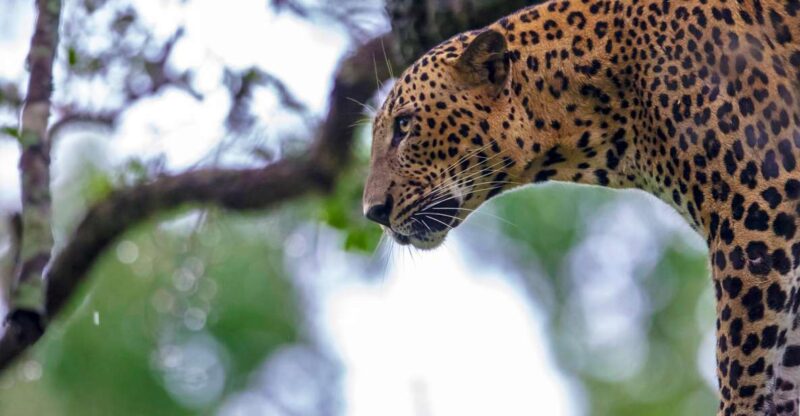 Hambantota Port: Yala National Park Wildlife Safari in a 4x4 - Park Highlights