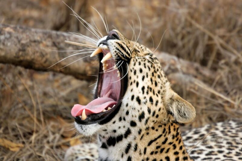 Hambantota Port: Yala National Park Wildlife Safari in a 4x4 - Tour Logistics