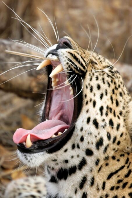 Hambantota Port: Yala National Park Wildlife Safari in a 4x4 - Why Choose This Safari
