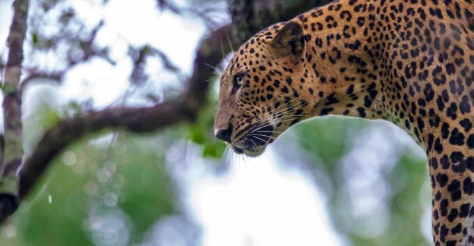 Hambantota Port: Yala National Park Wildlife Safari in a 4x4 - Preparation and Packing