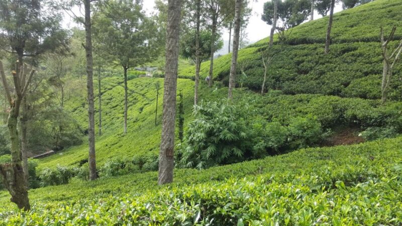 Hambantota/Tangalle/Hiriketiya: Ella Highlands Day Tour - Inclusions