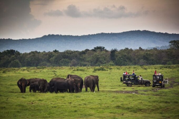 Hambantota: Udawalawe Safari and Elephant Transit Home Trip - Customer Feedback