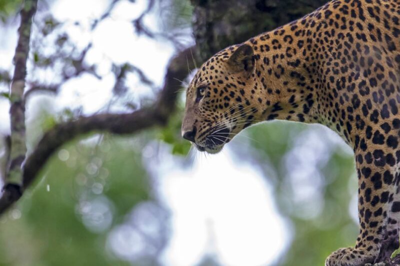 Hambantota: Yala National Park Wildlife Safari in a 4x4 - Key Points