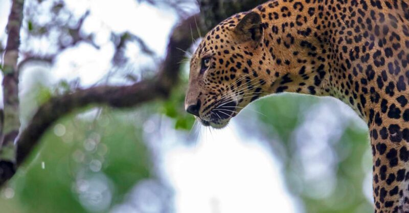 Hambantota: Yala National Park Wildlife Safari in a 4x4 - Wildlife and Scenic Highlights