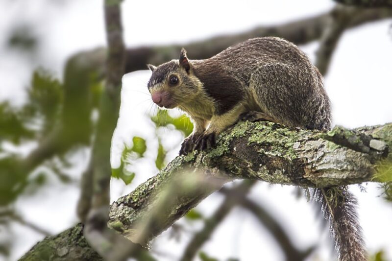 Hambantota: Yala National Park Wildlife Safari in a 4x4 - Customer Experience and Reviews