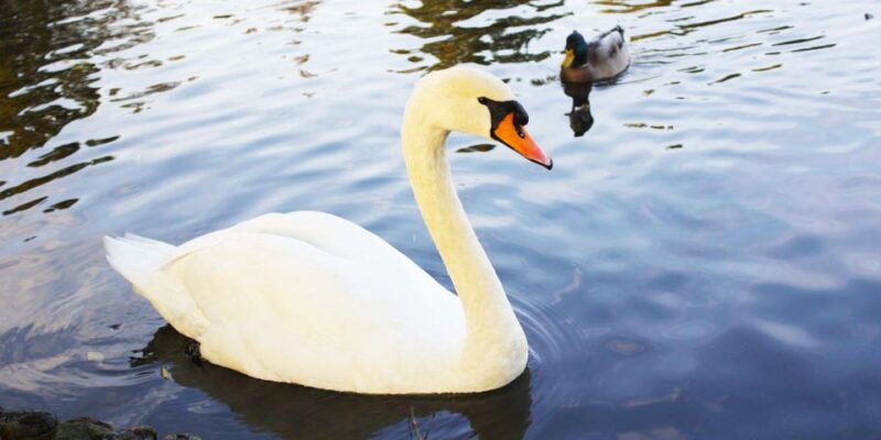 Hamburg: Self-Guided Walking or Bike Tour Around the Alster - Tour Description