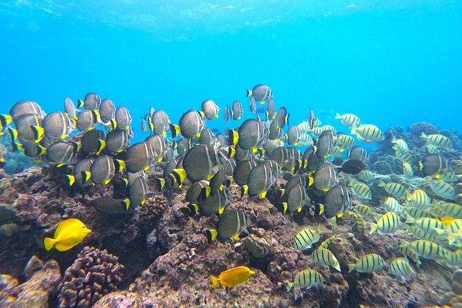 Hanauma Bay Guided Snorkel Tour (With Guaranteed Entrance Time) - Snorkeling Instruction and Equipment