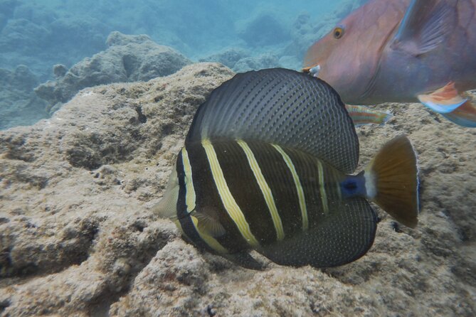 Hanauma Bay Guided Snorkeling Tour - Inclusions and Fees