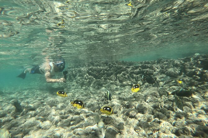 Hanauma Bay Guided Snorkeling Tour - Meeting Points and Transportation