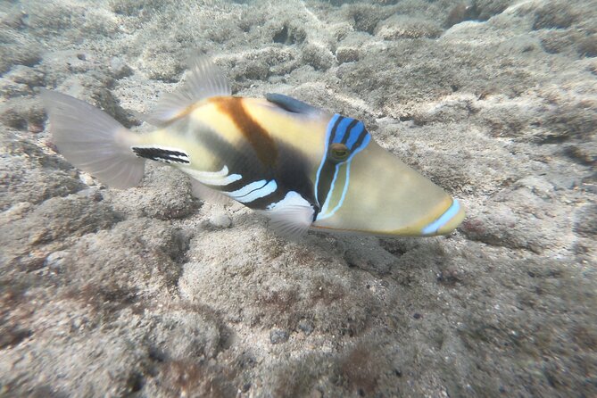 Hanauma Bay Guided Snorkeling Tour - Confirmation and Tour Features