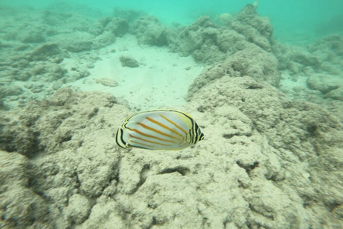 Hanauma Bay Guided Snorkeling Tour - Wildlife Sightings