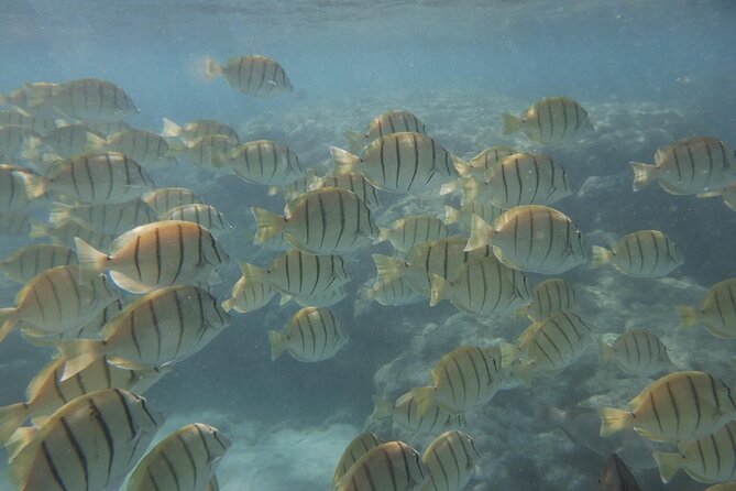Hanauma Bay Guided Snorkeling Tour - Customer Feedback: Notable Comments