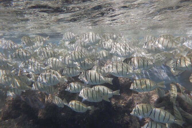 Hanauma Bay Guided Snorkeling Tour - Tour Highlights