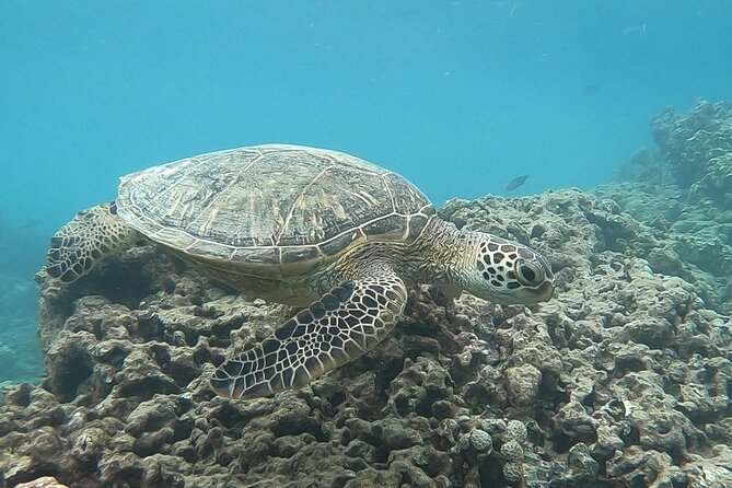 Hanauma Bay Guided Snorkeling Tour With Transportation - Included Equipment and Services