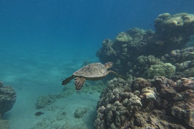 Hanauma Bay Guided Snorkeling Tour With Transportation - Accessibility and Restrictions