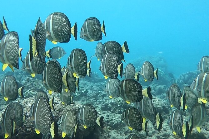 Hanauma Bay Guided Snorkeling Tour With Transportation - Photo Opportunities