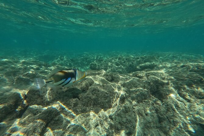 Hanauma Bay Guided Snorkeling Tour With Transportation - Booking and Cancellation Policy
