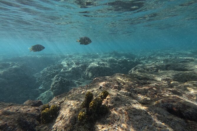 Hanauma Bay Guided Snorkeling Tour With Transportation - Transportation Options