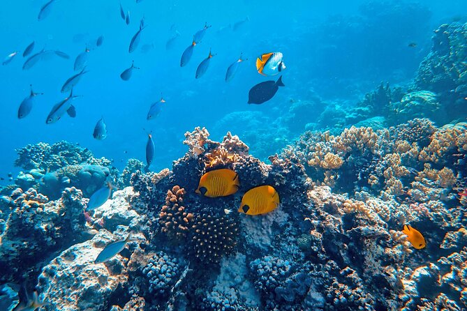 Hanauma Bay Snorkel - Customer Feedback