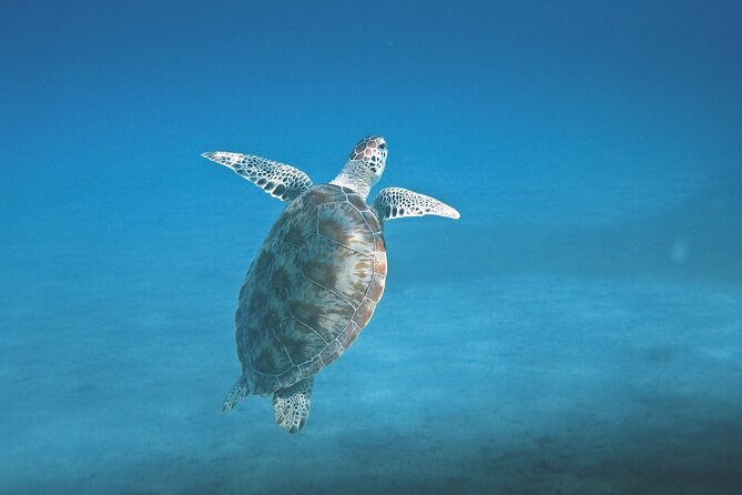 Hanauma Bay Snorkel - Positive Experiences