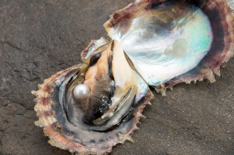 Hands-on Pearl Harvesting Workshop! - Key Points