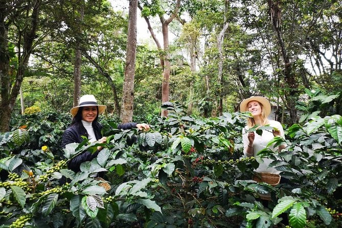 Hands-On Tour to Coffee Plantation From Bogota Option Basic - What to Expect