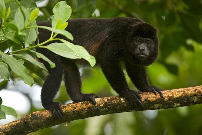 Hanging Bridges and Nature Preserve at Tenorio Volcano - Greenhouse and Butterfly Garden Visits