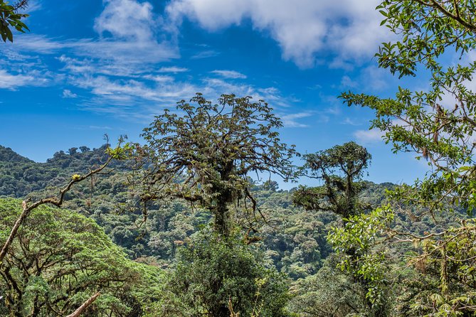 Hanging Bridges & Tour Guide From Monteverde - Native Flora and Fauna