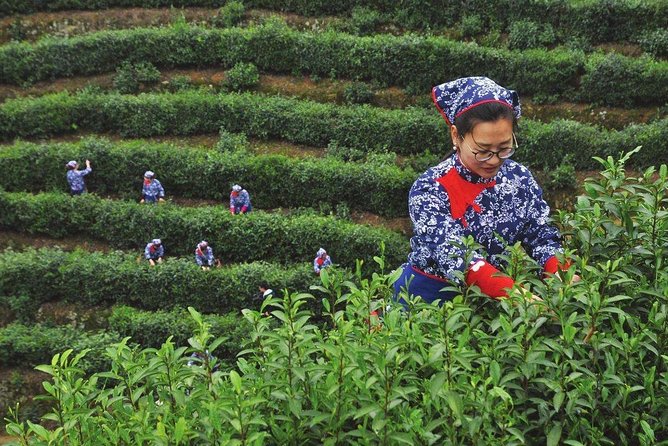 Hangzhou Longjing Tea Plantation Culture Experience Tour - Included Experiences