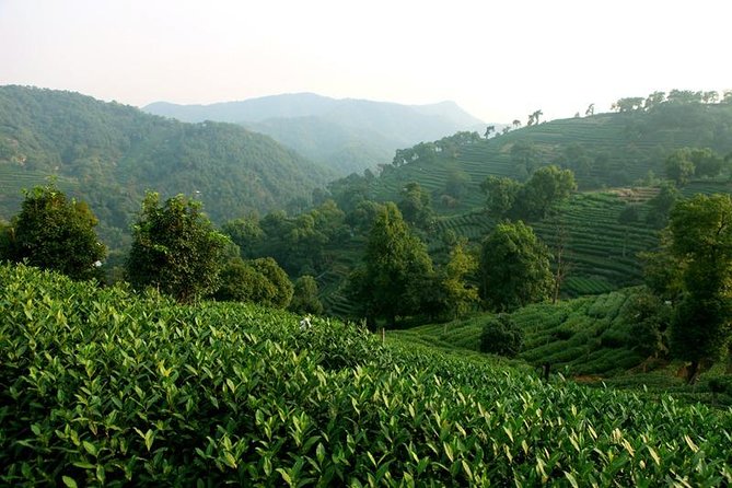 Hangzhou Longjing Tea Plantation Culture Experience Tour - Tour Highlights