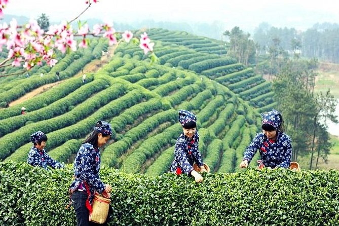 Hangzhou Private Day Tour With West Lake, Tea Village, Lingyin Temple and More - Discovering Tea Village