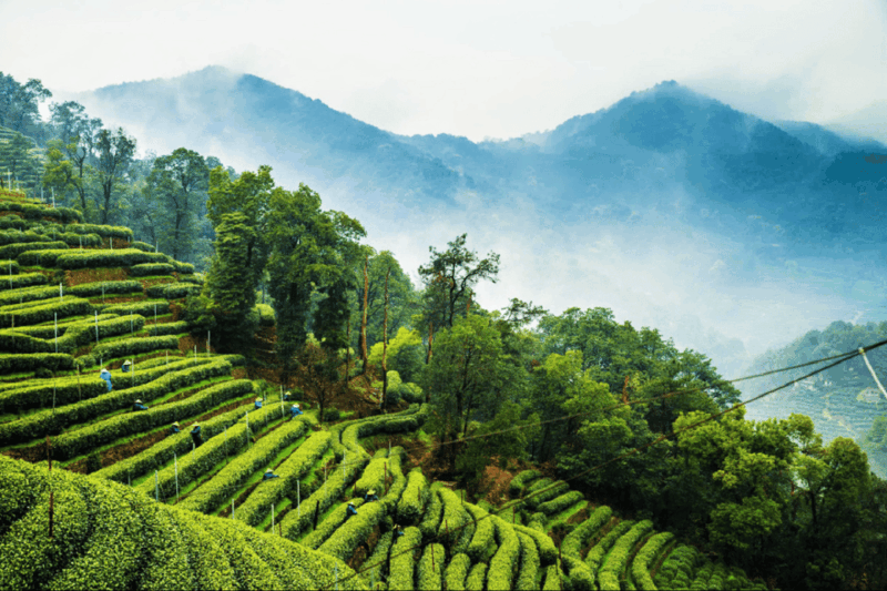 Hangzhou Private Day Trip by Bullet Train From Shanghai - Itinerary and Activities