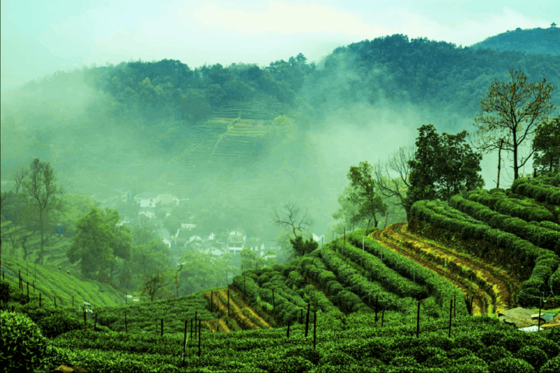 Hangzhou Private Day Trip by Bullet Train From Shanghai - Important Information