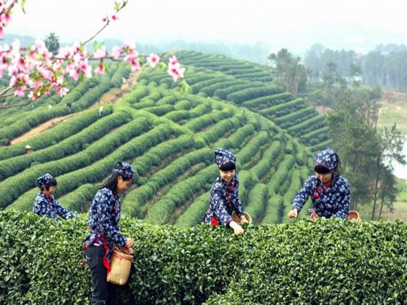 Hangzhou Private One Day Trip From Shanghai by Bullet Train - Transportation Options