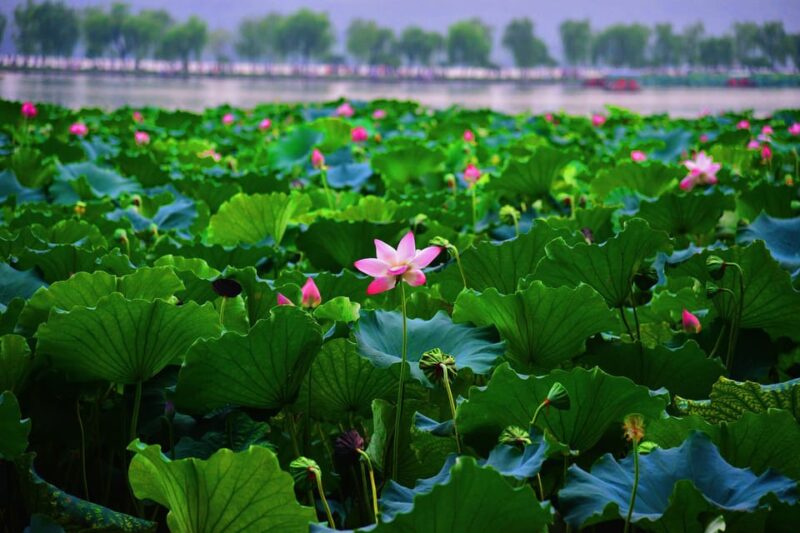 Hangzhou: West Lake and Tea Plantation Day Trip - Meals and Dining