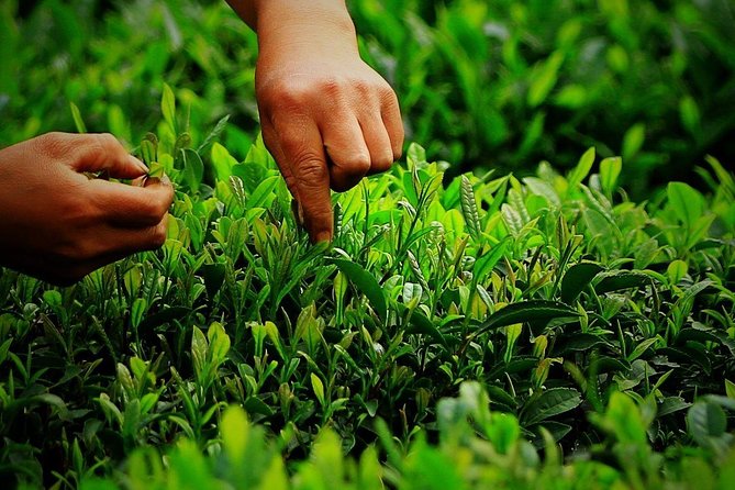 Hangzhou West Lake and Tea Plantation Half Day Tour - Traveler Reviews
