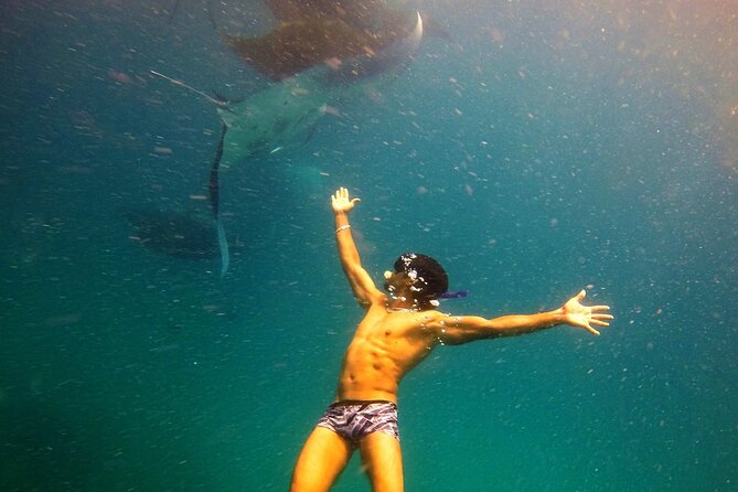 Hanifaru Bay Snorkeling With Whale Sharks & Mana Rays - Activity Overview