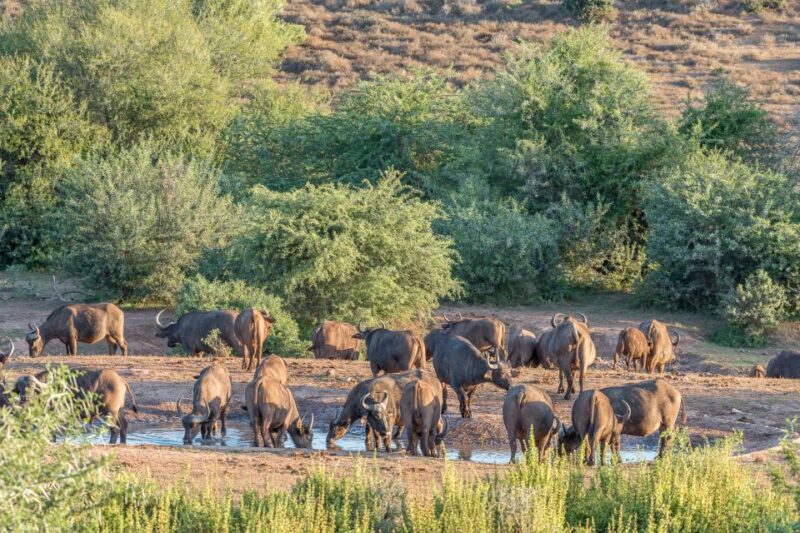 Hankey: Addo Elephant Park Guided Photo Safari With Lunch - Key Points