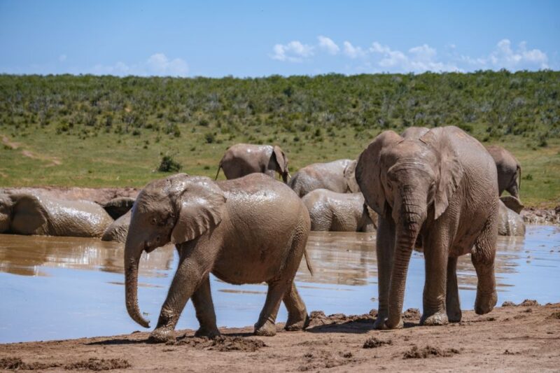 Hankey: Addo Elephant Park Guided Photo Safari With Lunch - Elephant Sightings