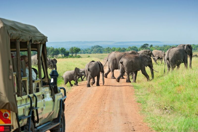 Hankey: Addo Elephant Park Guided Photo Safari With Lunch - Big 7 Spotting