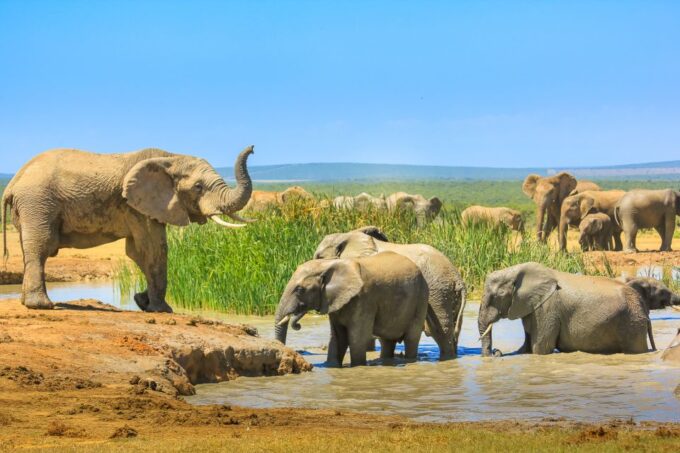 Hankey: Addo Elephant Park Guided Photo Safari With Lunch - Lunch Options