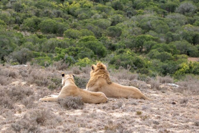Hankey: Addo Elephant Park Guided Photo Safari With Lunch - Booking and Cancellation