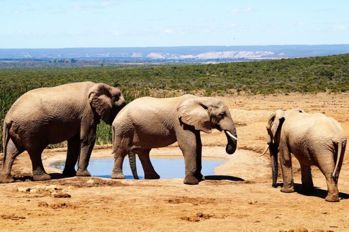 Hankey: Addo Elephant Park Guided Photo Safari With Lunch - Frequently Asked Questions