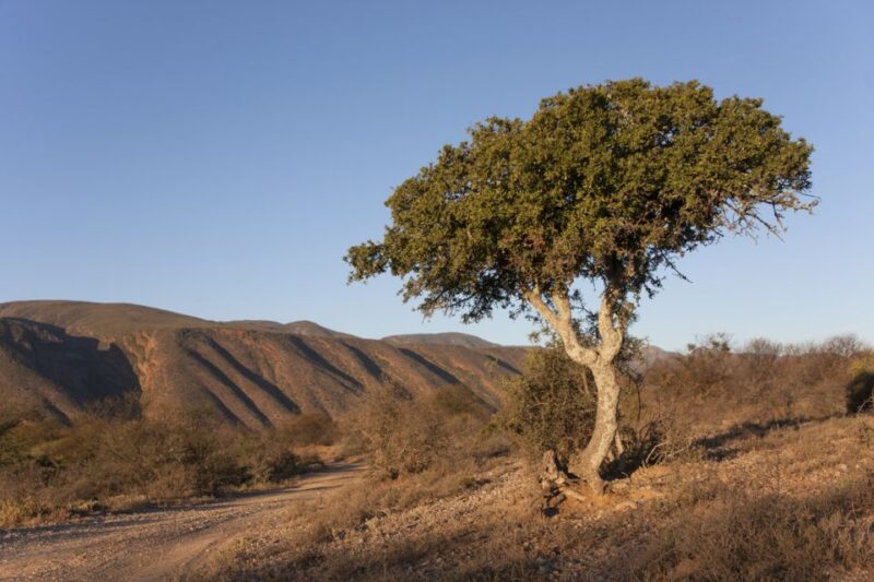 Hankey: Baviaanskloof Full-Day Guided Safari Trip With Lunch - Experience Highlights