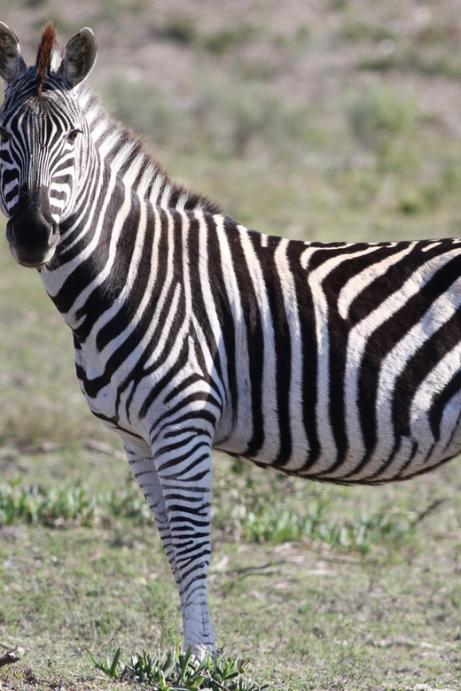 Hankey: Pabala Private Nature Reserve Game Drive With Snacks - Meeting Point and Directions
