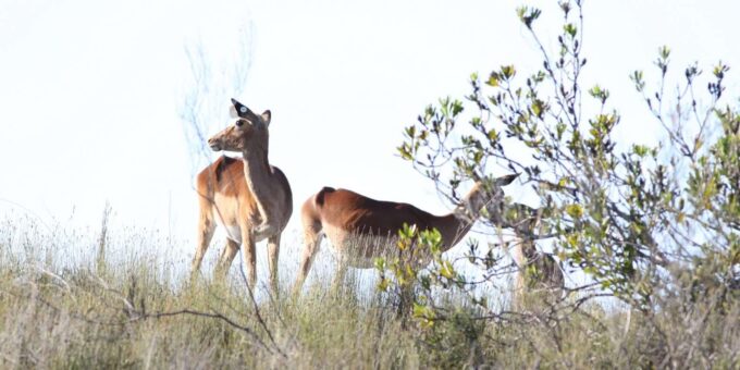 Hankey: Pabala Private Nature Reserve Game Drive With Snacks - Additional Information